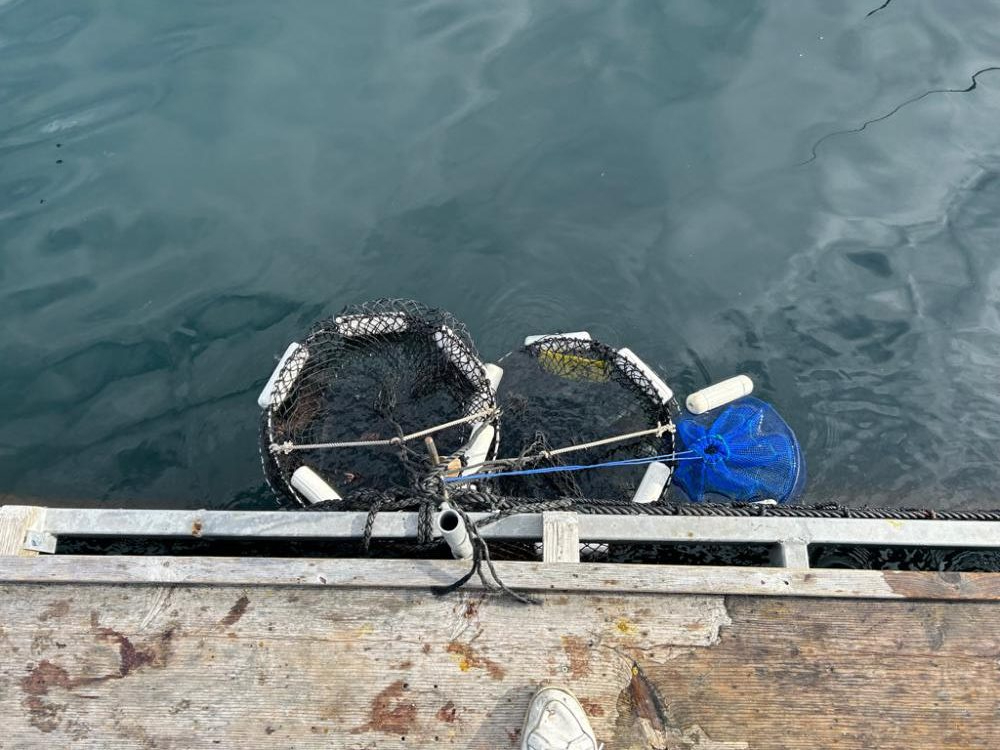 あなたに逢い鯛釣り堀
