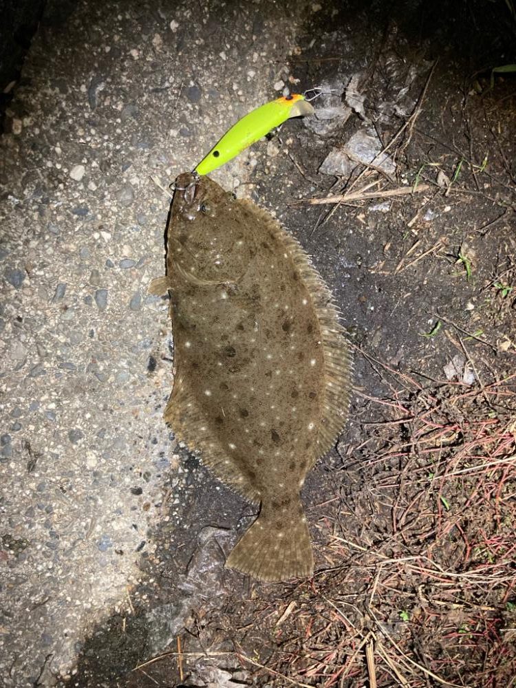 ルアーフィッシング