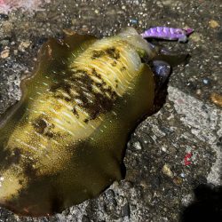 風がないだので船アオリに