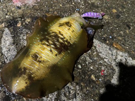 風がないだので船アオリに