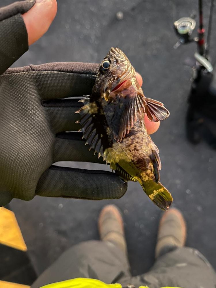 冬のライトゲーム