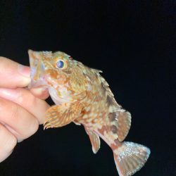 気温も釣果も激寒