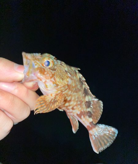 気温も釣果も激寒