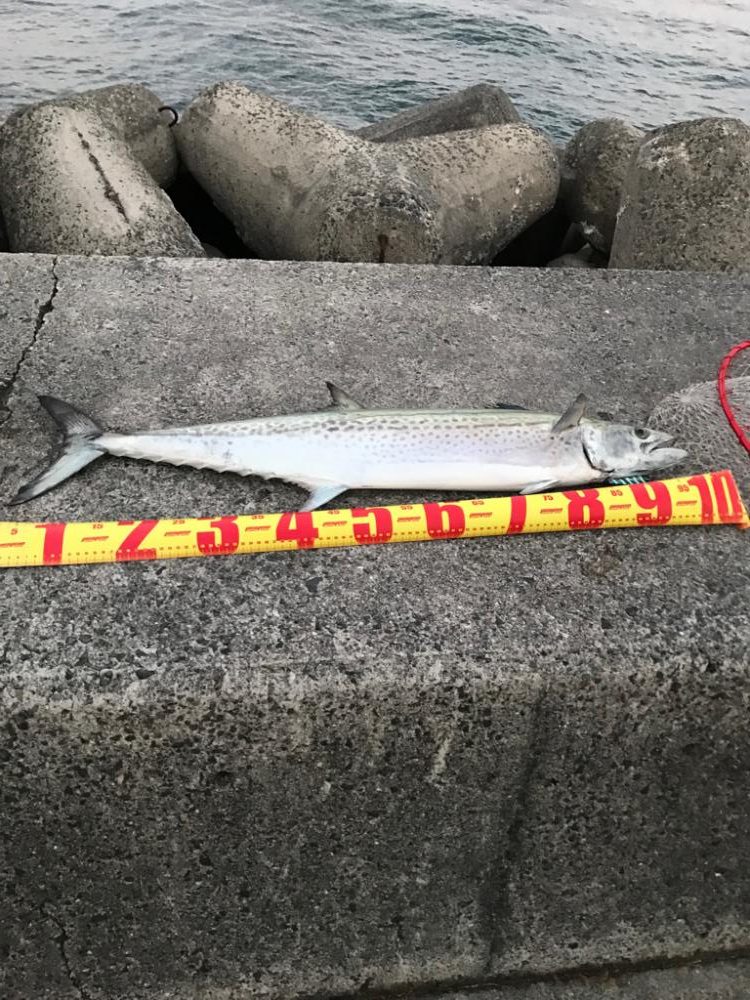 自己記録更新！コレぞ、海のチーター！