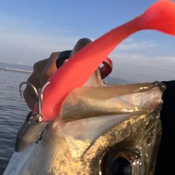 中海ボートシーバス