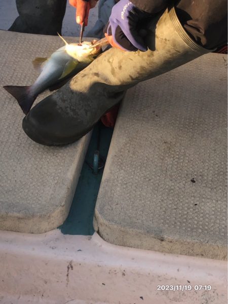 11/19 伊島沖ジギング