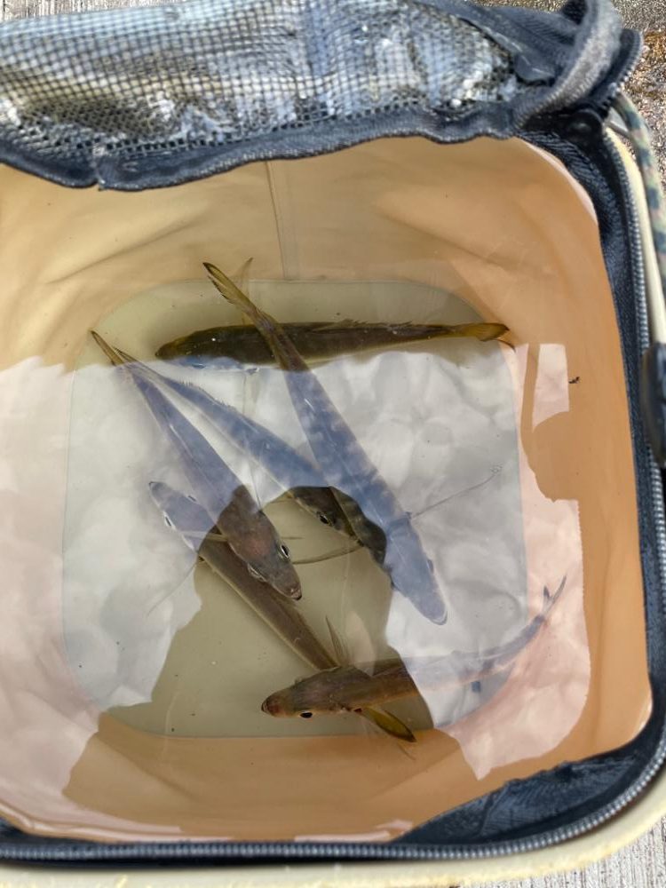 久しぶりに釣れました