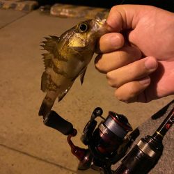 メバリング2023①