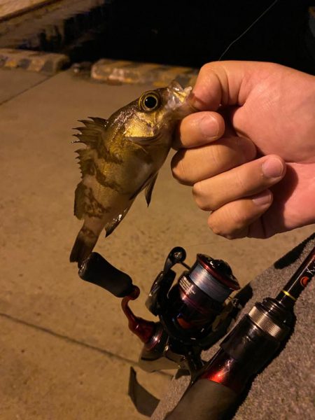 メバリング2023①