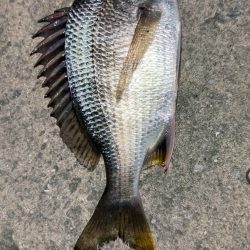 強風アジング(^◇^;)