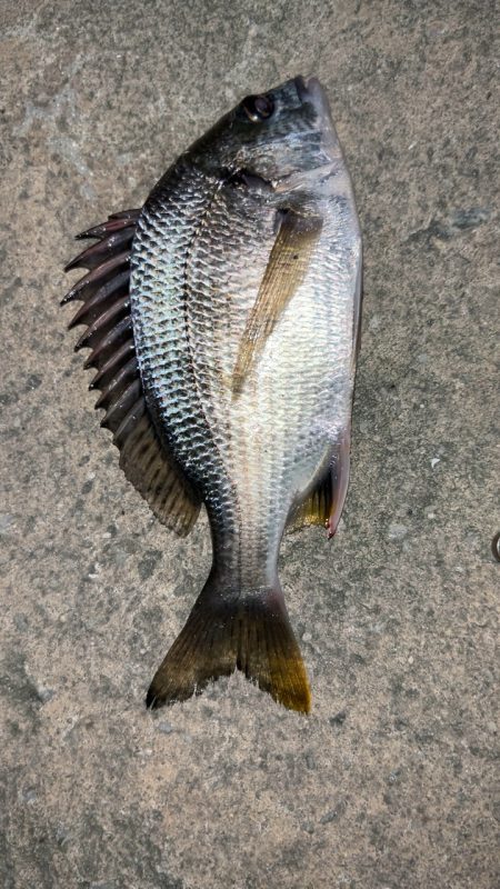 強風アジング(^◇^;)