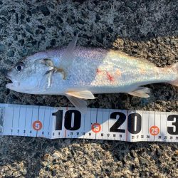 晩秋朝マヅメ釣行