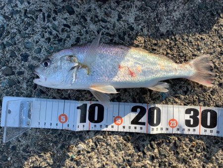 晩秋朝マヅメ釣行