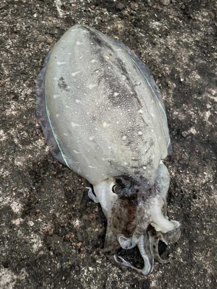 久しぶりの釣果