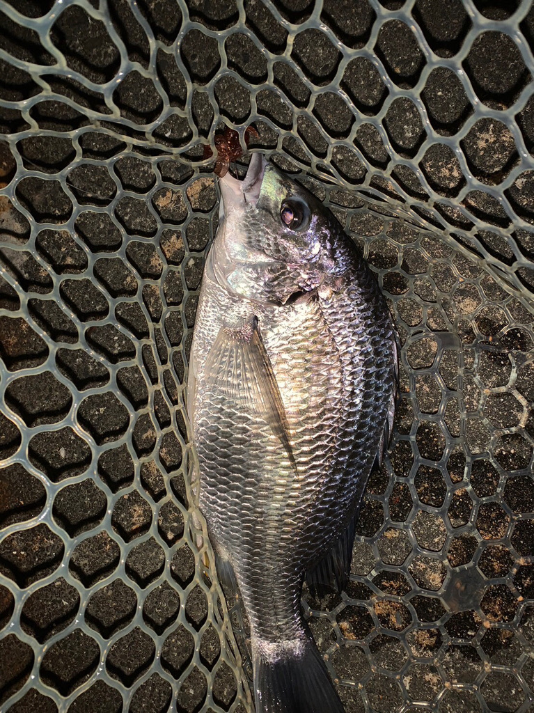 淀川のシーバス