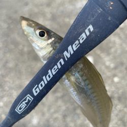 エギタックルシロギス