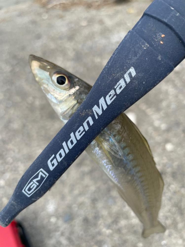 エギタックルシロギス