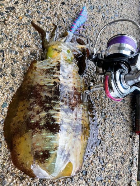 荒れあれアレ！