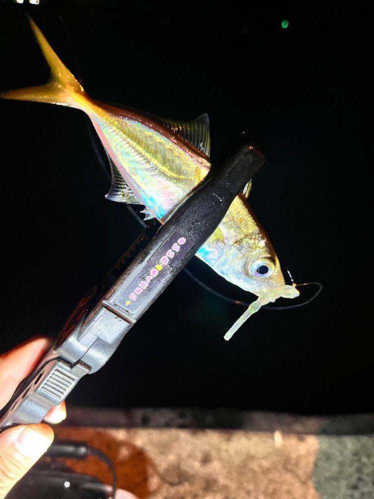 永遠釣れるアジ🐟