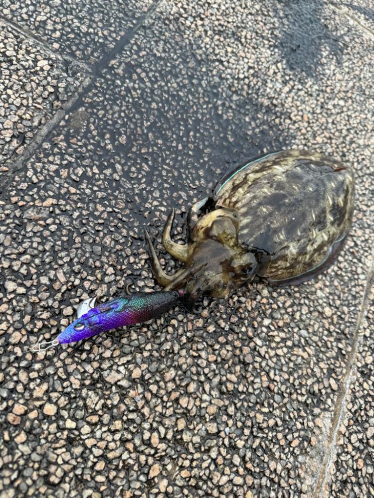 アオリイカにコウイカに、満足のエギングデイ