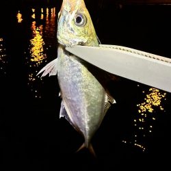 湾奥ジグ単アジング