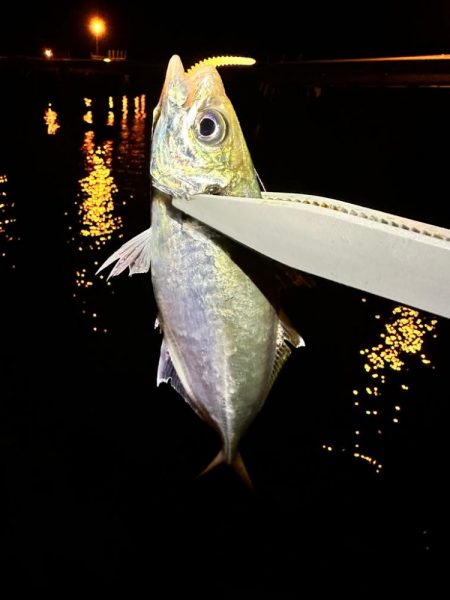 湾奥ジグ単アジング