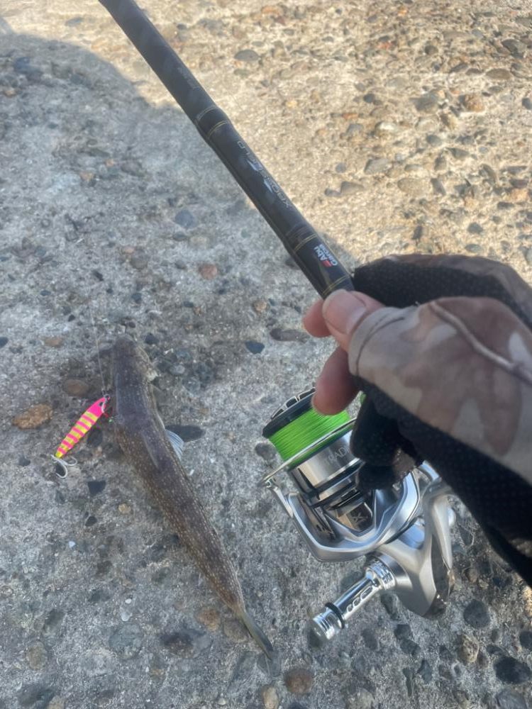 フラットフィッシュ