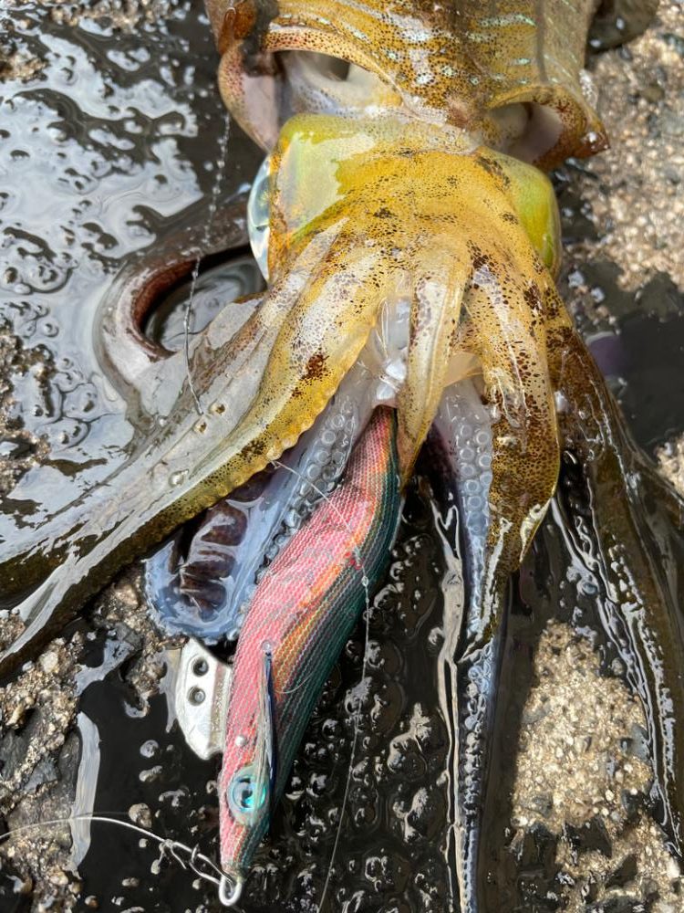 今秋最大きたよー！