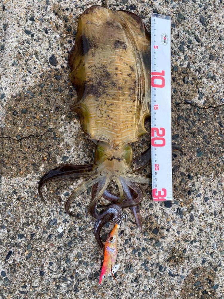 ゲソ１本掛かり