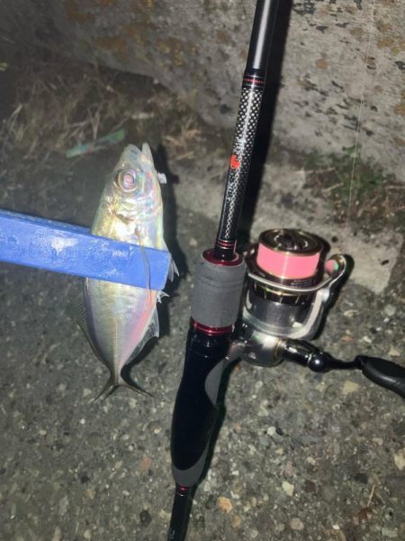 アジングに癒される