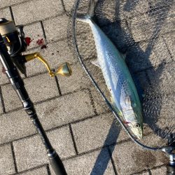 湾奥コスモにイルカ再び。デイ青牙マルチ。。