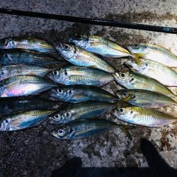 花火翌日のアジング