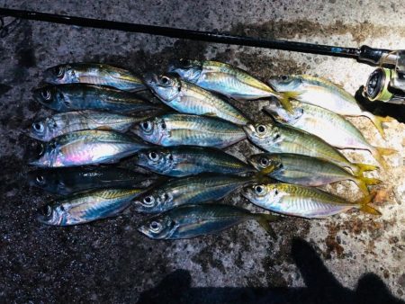 花火翌日のアジング