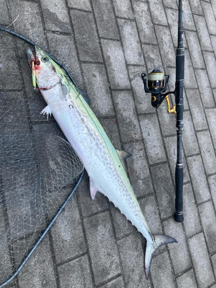 鰆87cm♪青牙ハットトリック🎶