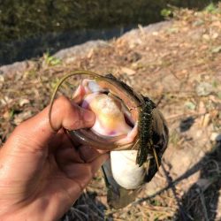 バス釣りという名のナマズ釣り