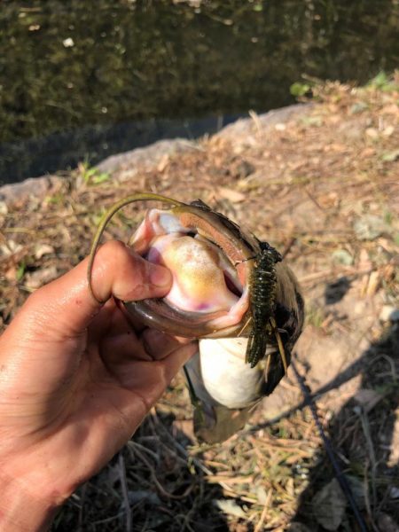 バス釣りという名のナマズ釣り