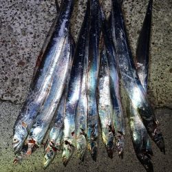 やっぱりタチウオ！