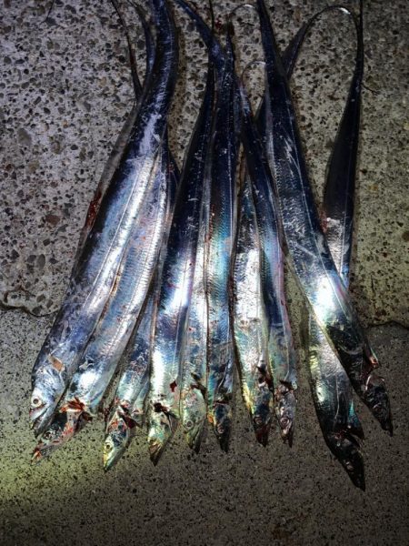 やっぱりタチウオ！