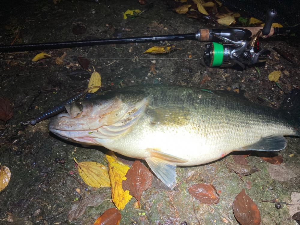 ミドストの季節