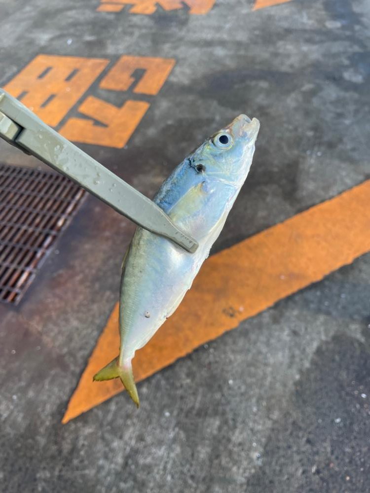 今日も柴山港でアジング