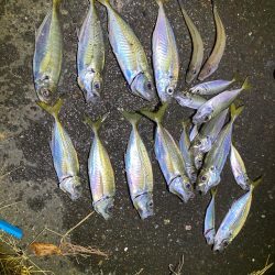 ばーすでーふぃっしんぐ🎂