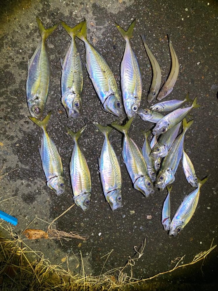 ばーすでーふぃっしんぐ🎂