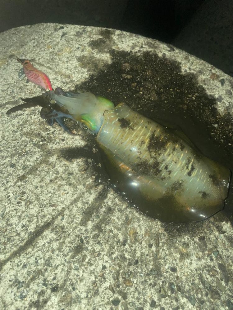 今年最後のエギング