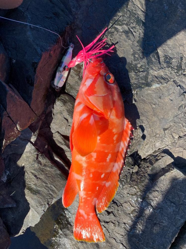 初場所!初魚種!