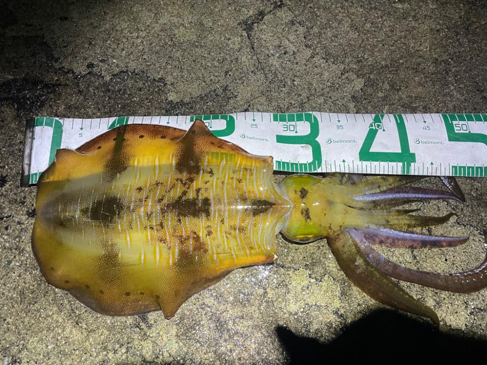 2023 佐渡ヶ島エギング 61回目【11月27日】