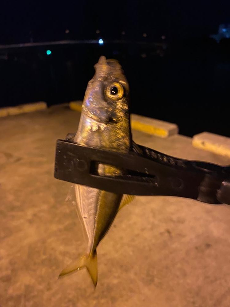 アジング・メバリング