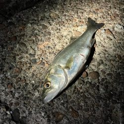 えっ俺だけこのサイズか?