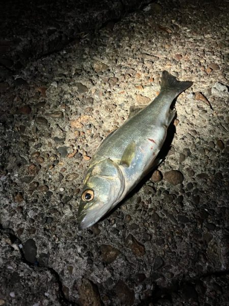 えっ俺だけこのサイズか?