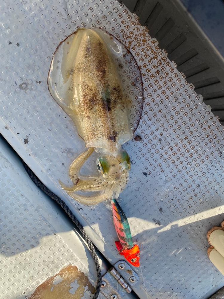 日本海ティップラン