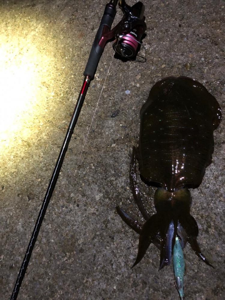 【白浜〜田辺エリア】ランガン2日目